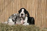 DOGUE ALLEMAND 609